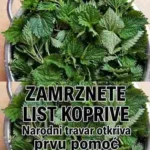Iako brojni ljudi imaju pozitivna iskustva, važno je znati da kopriva nije zamjena za medicinsku terapiju. Osobe koje imaju ozbiljne alergijske reakcije ili koriste lijekove trebaju se posavjetovati sa ljekarom prije korištenja biljnih pripravaka. Prirodna podrška organizmu Uz zdravu ishranu, dovoljno sna i boravak na svježem zraku, kopriva može biti koristan dodatak svakodnevnim navikama. Prirodne biljke često predstavljaju jednostavan način da se organizam osjeća snažnije i otpornije tokom promjena godišnjih doba.