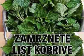 Iako brojni ljudi imaju pozitivna iskustva, važno je znati da kopriva nije zamjena za medicinsku terapiju. Osobe koje imaju ozbiljne alergijske reakcije ili koriste lijekove trebaju se posavjetovati sa ljekarom prije korištenja biljnih pripravaka. Prirodna podrška organizmu Uz zdravu ishranu, dovoljno sna i boravak na svježem zraku, kopriva može biti koristan dodatak svakodnevnim navikama. Prirodne biljke često predstavljaju jednostavan način da se organizam osjeća snažnije i otpornije tokom promjena godišnjih doba.