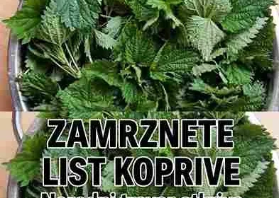 Iako brojni ljudi imaju pozitivna iskustva, važno je znati da kopriva nije zamjena za medicinsku terapiju. Osobe koje imaju ozbiljne alergijske reakcije ili koriste lijekove trebaju se posavjetovati sa ljekarom prije korištenja biljnih pripravaka. Prirodna podrška organizmu Uz zdravu ishranu, dovoljno sna i boravak na svježem zraku, kopriva može biti koristan dodatak svakodnevnim navikama. Prirodne biljke često predstavljaju jednostavan način da se organizam osjeća snažnije i otpornije tokom promjena godišnjih doba.
