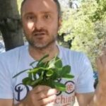 Čestoslavica ili Veronika (Veronica officinalis) je višegodišnja zeljasta biljka. Mnoštvo sitnih svijetlo-plavih ili svijetlo-ljubičastih cvjetova sakupljeno je u grozdaste cvasti, a njeni nazubljeni, zeleni listovi, sa naličja su ljubičasti i maljavi. Upotreba u narodnoj medicini Zbog svog delovanja na „čišćenje krvi“ čestoslavica je nekada korišćena za liječenje gubavosti Zapisi o upotrebi čestoslavice kao ljekovite biljke mogu se naći u djelima Hijeronimusa Boša u XVI veku, kao i kod Sebastijana Knajpa, koji su ovu biljku preporučivali kao univerzalni lijek za mnoge bolesti. (Tekst se nastavlja ispod) Tradicionalno upotrebljavana kao sredstvo protiv tuberkuloze, za olakšavanje iskašljavanja, i za preznojavanje, čestoslavica se koristi i kod bolesti organa za varenje, jetre, slezine, bubrega i mokraćnih puteva, kao i za ublažavanje tegoba kod gihta i reumatskih oboljenja. Upotreba se preporučuje i za ublažavanje vrtoglavice i nervoze izazvane pojačanim intelektualnim naporima. U narodnoj medicini se koristi kod ekcema, za ublažavanje svraba kože, i za ispiranje kao sredstvo za ubrzanje zarastanja rana. Blagotvorno dejstvo Ljudi uzimaju veroniku za probleme sa: – plućima (respiratorni trakt) – želucem i crijevima (gastrointestinalni trakt) – bešikom i bubrezima (mokraćni trakt) – za giht, artritis – bolove u mišićima i zglobovima (reumatizam) – gubitak apetita – probleme sa jetrom i bolesti slezine Veronika se takođe koristi kao tonik, za izazivanje znojenja, za “pročišćavanje” krvi i za povećanje metabolizma. Neki ljudi ispiraju grlo Veronikom za smirivanje upale usta i grla. Ponekad se nanosi direktno na kožu kako bi se zaustavilo znojenje stopala, zaliječile rane i tretirali tekući problemi kože i svrab. (Tekst se nastavlja ispod) Čuveni srpski travar Momčilo Antonijević, podelio je nekoliko recepata za spremanje veronike, a za vas smo izdvojili dva.Čajna mešavina protiv hroničnih kožnih oboljenja, ekcema i dermatitisa – Čestoslavica (Veronica officinalis) 50g – Kopriva list (Urtica dioica) 50g – Divlja dan i noć (Viola tricolor) 50g Sve biljke pomiješajte pa tri supene kašike smješe prelijte sa 750 ml ključale vode, promiješajte, poklopite i ostavite da stoji pola sata. Procijedite i popijte u toku dana u manjim gutljajima nezaslađeno. Čajna mješavina za bolje pamćenje i protiv mentalnog zamora – Čestoslavica (Veronica officinalis) 50g – Ruzmarin (Rosmarinus officinalis) 50g – Matičnjak (Melissa officinalis) 50g – List celera (Apium graveolens) 50g Sve biljke pomiješajte pa jednu supenu kašiku smješe prelijte šoljom ključale vode, promiješajte, poklopite i ostavite da stoji pola sata, procijedite i popijte u toplo. Dnevno se pije dvije do tri šolje.