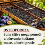 Nalazi obiju studija temelje se na podacima istih 235 žena u postmenopauzi i objavljeni su na poster sesiji na godišnjem sastanku Sjevernoameričkog društva za menopauzu (NAMS) u Atlanti, Georgia. Istraživanje je financirao California Prune Board. Osteoporoza može pogoditi bilo koga, ali žene su pod najvećim rizikom Istraživači s Nacionalnog instituta za zdravlje (NIH) pouzdanog izvora kažu da oko 10 milijuna odraslih Amerikanaca starijih od 50 godina ima osteoporozu, ali žene imaju 4 puta veću vjerojatnost da će razviti to stanje od muškaraca. Ovaj gubitak koštane mase dijelom je uzrokovan godinama, a dijelom padom razine estrogena, što pridonosi pojačanoj upali koja potiskuje stvaranje kostiju, prema NAMSTrusted Source. Upala povezana s gubitkom koštane mase Prva od dvije nove studije proučavala je odnos između stanica zvanih upalni medijatori, koje oslobađaju tvari za smanjenje upale, i različitih mjera zdravlja kostiju, uključujući gustoću i snagu kostiju. “Naša otkrića pokazuju da su upalni markeri negativno povezani sa zdravljem kostiju u žena u postmenopauzi, što sugerira da bi upala mogla biti važan posrednik za gubitak koštane mase u postmenopauzi i potencijalna meta za prehrambene terapije”, Connie Rogers, PhD, MPH, profesorica i voditeljica Odjel za nutricionističke znanosti na Sveučilištu Georgia, stoji u priopćenju. Žene koje su jele suhe šljive naspram onih koje nisu Druga studija, Trusted Source, usporedila je četiri skupine kako bi otkrila kakvu korist može imati jedenje suhih šljiva u sprječavanju gubitka koštane mase. Postojala je kontrolna grupa koja nije jela suhe šljive, grupa koja je jela 5 do 6 suhih šljiva dnevno, grupa koja je jela 10 do 12 suhih šljiva dnevno i kombinirana grupa – koja se sastojala od žena koje su jele 5 do 6 ili 10 do 12 suhih šljiva dnevno. “Naše najnovije istraživanje predstavlja najveće ispitivanje, s kohortom od preko 200 žena u postmenopauzi, za istraživanje veze između suhih šljiva i povoljnog zdravlja kostiju”, rekla je za Healthline glavna istraživačica studije, dr. Mary Jane De Souza, FACSM. ‘Uticaj suhih sljiva “Kroz prethodne manje studije, istraživači su izvijestili o onome što se naziva pozitivnim ‘učinkom suhih šljiva’, otkrivajući da se čini da suhe šljive igraju važnu ulogu u zdravlju kostiju”, objasnio je De Souza. Objasnila je da je ovo veće, randomizirano kontrolirano ispitivanje (RCT) provedeno kako bi se potvrdili i ponovili nalazi iz ranijih manjih ispitivanja koja sugeriraju da bi suhe šljive mogle biti “obećavajuća, nefarmakološka nutricionistička intervencija” za očuvanje kostiju i održavanje gustoće i snage kostiju. Suhe šljive sprječavaju gubitak koštane mase De Souzini nalazi također pokazuju da je združena grupa žena doživjela mjerljive dobrobiti za kosti. “Iako nismo bili nužno iznenađeni trenutnim rezultatima s obzirom na prethodne studije koje su također pokazale pozitivne korelacije sa zdravljem kostiju”, rekla je. “Ova je studija najveća randomizirana kontrolirana studija do sada provedena na tu temu, pa smo bili prilično zadovoljni vidjeti ovu vrstu rezultata među tako značajnom veličinom uzorka.” Suhe šljive djeluju protuupalno De Souza je primijetio da suhe šljive sadrže nekoliko vitamina i minerala važnih za kosti, ali je rekao da “nije nužno jasno” što to u suhim šljivama ima povoljan učinak na zdravlje kostiju. “Suhe šljive su dobre za kosti”, rekao je De Souza. “Također znamo da suhe šljive imaju protuupalni učinak, a posebno smo proučavali taj učinak i uskoro ćemo izvijestiti o tim nalazima.” “Željni smo nastaviti s ovom vrstom istraživanja vezanog uz zdravlje kostiju, dok također proširujemo istraživanja o utjecaju suhih šljiva na osovinu crijeva i kosti i što istraživanje može otkriti o toj povezanosti”, dodao je De Souza. Prehrana može igrati ‘značajnu’ ulogu u preokretu bolesti Emily Feivor, RDN, registrirana dijetetičarka na Long Island Jewish Forest Hillsu u Queensu, dijelu Northwell Healtha u New Yorku, rekla je za Healthline da hrana može biti “značajan dio” za preokret bolesti kod mnogih kroničnih bolesti, uključujući: pretilost dijabetes srčana bolest “Medicinska nutricionistička terapija koristi se svaki dan kako bi pomogla u poboljšanju stanja uhranjenosti u mnogim od ovih stanja koja se mogu spriječiti”, rekao je Feivor. “One koji su u predijabetesu ili imaju dijabetes potiče se da ograniče dodane šećere i uključe više složenih ugljikohidrata i vlakana kako bi smanjili A1C [razine šećera u krvi]. Onima kojima je dijagnosticirana bolest srca savjetuje se da prate zasićene masti, povećaju nezasićene masti i vlakna kako bi smanjili kolesterol.” Suhe šljive osiguravaju vitamin K i kalij Feivor je ponovio nalaze studije i rekao da suhe šljive osiguravaju hranjive tvari neophodne za održavanje zdravih kostiju. “U samo četiri suhe šljive dobivamo 23% naše dnevne vrijednosti vitamina K, koji stvara proteine ​​koji pomažu u izgradnji naših kostiju, kao i 6% naših dnevnih potreba za kalijem, koji pomaže u sprječavanju gubitka kalcija iz naših kostiju. ”, rekao je Feivor. “S obzirom na to da su bogati ovim hranjivim tvarima, mogli bi biti korisni za one kojima je dijagnosticiran gubitak koštane mase.” Dio uravnotežene prehrane Prema Feivoru, porcija suhih šljiva također osigurava obje vrste vlakana: topiva i netopiva. “Svaka porcija suhih šljiva sadrži tri grama, što pomaže u regulaciji razine kolesterola i kretanju hrane kroz naš probavni trakt”, rekla je. Feivor je naglasio da osim što su izvrstan izvor vlakana, suhe šljive ne sadrže dodani šećer, izvrstan su izvor minerala i “mogu biti zdrav izbor u uravnoteženoj prehrani”. Međutim, Feivor je upozorila da iako “jaki dokazi” podupiru dobrobiti konzumiranja suhih šljiva na temelju njihovog prehrambenog sastava, ona ih ne bi preporučila kao jedini izvor liječenja bolesti kostiju. Zakljucak Nova istraživanja otkrivaju da ženama u postmenopauzi uključivanje suhih šljiva u njihovu svakodnevnu prehranu može spriječiti gubitak koštane mase povezan s osteoporozom. Stručnjaci kažu da suhe šljive sadrže mnoge hranjive tvari povezane sa zdravljem kostiju, ali da je još uvijek nejasno zašto imaju učinak koji su istraživači uočili. Također kažu da nije dobra ideja oslanjati se samo na jedenje suhih šljiva kao lijek za bolesti kostiju.