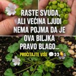 Patuljasti Sljez (Malva neglecta): Prirodno Blago sa Brojnim Zdravstvenim Prednostima Vrijeme čitanja: 5 minuta 25. septembar 2024. Patuljasti sljez (Malva neglecta), poznat i kao obični sljez, izuzetno je otporna biljka koja raste u umjerenim klimatskim područjima širom svijeta. Često se može pronaći uz puteve, u vrtovima, na livadama i zapuštenim mjestima, zbog čega ga mnogi smatraju običnim korovom. Međutim, ova skromna biljka stoljećima zauzima važno mjesto u tradicionalnoj narodnoj medicini. Njeni listovi, cvjetovi i sjemenke bogati su korisnim biljnim spojevima koji mogu podržati zdravlje na različite načine. 30 Potencijalnih Prednosti Patuljastog Sljeza 1. Pomaže u smanjenju upala Može ublažiti upalne procese u organizmu, uključujući bolove u zglobovima i mišićima. 2. Umiruje disajne puteve Tradicionalno se koristi kod kašlja, bronhitisa i nadraženog grla. 3. Podržava probavu Može pomoći kod nadutosti, zatvora i probavnih tegoba. 4. Umiruje iritiranu kožu Koristi se kod osipa, opekotina, uboda insekata i iritacija kože. 5. Podržava zacjeljivanje rana Njegovi prirodni spojevi mogu pomoći bržem oporavku kože. 6. Doprinosi zdravlju mokraćnih puteva 7. Ublažava iritacije u ustima i grlu 8. Djeluje kao blagi prirodni laksativ 9. Podržava imunitet 10. Može ublažiti menstrualne grčeve 11. Bogat je antioksidansima 12. Prirodno hidrira kožu 13. Pomaže u očuvanju mladolikog izgleda kože 14. Može ublažiti blaže alergijske reakcije 15. Podržava organizam tokom sezone prehlada 16. Njeguje i jača kosu 17. Doprinosi opuštanju i kvalitetnijem snu 18. Može ublažiti tegobe kod hemoroida 19. Podržava zdravlje desni i usne šupljine 20. Pomaže održavanju zdrave crijevne flore 21. Tradicionalno se koristi za snižavanje povišene temperature 22. Može pomoći osobama s blagim respiratornim tegobama 23. Podržava prirodne procese detoksikacije organizma 24. Može pomoći u smanjenju zadržavanja tečnosti 25. Sadrži hranljive tvari korisne za zdravlje očiju 26. Može ublažiti simptome sindroma iritabilnog crijeva (IBS) 27. Doprinosi zdravlju disajnog sistema 28. Štiti sluznicu želuca 29. Može ublažiti bolove i napetost u mišićima 30. Podržava zdravu cirkulaciju Kako Koristiti Patuljasti Sljez Čaj Prelijte svježe ili osušene listove i cvjetove vrućom vodom te ostavite da odstoje 10–15 minuta. Koristi se za podršku probavi, disajnim putevima i općem zdravlju. Oblog Svježe listove usitnite i stavite direktno na kožu ili ih umotajte u čistu gazu kao oblog. Može pomoći kod manjih opekotina, uboda insekata i iritacija kože. Masti i Kreme Biljka se može koristiti za pripremu prirodnih ulja, krema i masti namijenjenih njezi suhe, osjetljive ili nadražene kože. U Ishrani Mladi listovi mogu se dodati u: Salate Supe Smoothie napitke Variva Imaju blag okus i predstavljaju hranjiv dodatak svakodnevnoj prehrani. Važna Napomena Patuljasti sljez se uglavnom smatra sigurnom biljkom za većinu ljudi. Ipak, kod pojedinih osoba mogu se javiti alergijske reakcije, posebno pri direktnom nanošenju na kožu. Ako ste trudni, dojite, imate hronične zdravstvene probleme ili koristite terapiju lijekovima, prije redovne upotrebe posavjetujte se s ljekarom ili drugim kvalifikovanim zdravstvenim stručnjakom. Zaključak Patuljasti sljez (Malva neglecta) mnogo je više od običnog korova. Ova ljekovita biljka stoljećima se koristi u narodnoj medicini zbog svojih umirujućih, hidratantnih i zaštitnih svojstava. Bilo da ga koristite kao čaj, oblog, kremu ili dodatak ishrani, može biti vrijedan dio prirodnog pristupa očuvanju zdravlja.