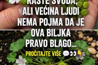Patuljasti Sljez (Malva neglecta): Prirodno Blago sa Brojnim Zdravstvenim Prednostima Vrijeme čitanja: 5 minuta 25. septembar 2024. Patuljasti sljez (Malva neglecta), poznat i kao obični sljez, izuzetno je otporna biljka koja raste u umjerenim klimatskim područjima širom svijeta. Često se može pronaći uz puteve, u vrtovima, na livadama i zapuštenim mjestima, zbog čega ga mnogi smatraju običnim korovom. Međutim, ova skromna biljka stoljećima zauzima važno mjesto u tradicionalnoj narodnoj medicini. Njeni listovi, cvjetovi i sjemenke bogati su korisnim biljnim spojevima koji mogu podržati zdravlje na različite načine. 30 Potencijalnih Prednosti Patuljastog Sljeza 1. Pomaže u smanjenju upala Može ublažiti upalne procese u organizmu, uključujući bolove u zglobovima i mišićima. 2. Umiruje disajne puteve Tradicionalno se koristi kod kašlja, bronhitisa i nadraženog grla. 3. Podržava probavu Može pomoći kod nadutosti, zatvora i probavnih tegoba. 4. Umiruje iritiranu kožu Koristi se kod osipa, opekotina, uboda insekata i iritacija kože. 5. Podržava zacjeljivanje rana Njegovi prirodni spojevi mogu pomoći bržem oporavku kože. 6. Doprinosi zdravlju mokraćnih puteva 7. Ublažava iritacije u ustima i grlu 8. Djeluje kao blagi prirodni laksativ 9. Podržava imunitet 10. Može ublažiti menstrualne grčeve 11. Bogat je antioksidansima 12. Prirodno hidrira kožu 13. Pomaže u očuvanju mladolikog izgleda kože 14. Može ublažiti blaže alergijske reakcije 15. Podržava organizam tokom sezone prehlada 16. Njeguje i jača kosu 17. Doprinosi opuštanju i kvalitetnijem snu 18. Može ublažiti tegobe kod hemoroida 19. Podržava zdravlje desni i usne šupljine 20. Pomaže održavanju zdrave crijevne flore 21. Tradicionalno se koristi za snižavanje povišene temperature 22. Može pomoći osobama s blagim respiratornim tegobama 23. Podržava prirodne procese detoksikacije organizma 24. Može pomoći u smanjenju zadržavanja tečnosti 25. Sadrži hranljive tvari korisne za zdravlje očiju 26. Može ublažiti simptome sindroma iritabilnog crijeva (IBS) 27. Doprinosi zdravlju disajnog sistema 28. Štiti sluznicu želuca 29. Može ublažiti bolove i napetost u mišićima 30. Podržava zdravu cirkulaciju Kako Koristiti Patuljasti Sljez Čaj Prelijte svježe ili osušene listove i cvjetove vrućom vodom te ostavite da odstoje 10–15 minuta. Koristi se za podršku probavi, disajnim putevima i općem zdravlju. Oblog Svježe listove usitnite i stavite direktno na kožu ili ih umotajte u čistu gazu kao oblog. Može pomoći kod manjih opekotina, uboda insekata i iritacija kože. Masti i Kreme Biljka se može koristiti za pripremu prirodnih ulja, krema i masti namijenjenih njezi suhe, osjetljive ili nadražene kože. U Ishrani Mladi listovi mogu se dodati u: Salate Supe Smoothie napitke Variva Imaju blag okus i predstavljaju hranjiv dodatak svakodnevnoj prehrani. Važna Napomena Patuljasti sljez se uglavnom smatra sigurnom biljkom za većinu ljudi. Ipak, kod pojedinih osoba mogu se javiti alergijske reakcije, posebno pri direktnom nanošenju na kožu. Ako ste trudni, dojite, imate hronične zdravstvene probleme ili koristite terapiju lijekovima, prije redovne upotrebe posavjetujte se s ljekarom ili drugim kvalifikovanim zdravstvenim stručnjakom. Zaključak Patuljasti sljez (Malva neglecta) mnogo je više od običnog korova. Ova ljekovita biljka stoljećima se koristi u narodnoj medicini zbog svojih umirujućih, hidratantnih i zaštitnih svojstava. Bilo da ga koristite kao čaj, oblog, kremu ili dodatak ishrani, može biti vrijedan dio prirodnog pristupa očuvanju zdravlja.