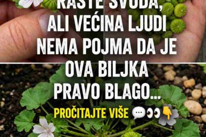 Patuljasti Sljez (Malva neglecta): Prirodno Blago sa Brojnim Zdravstvenim Prednostima Vrijeme čitanja: 5 minuta 25. septembar 2024. Patuljasti sljez (Malva neglecta), poznat i kao obični sljez, izuzetno je otporna biljka koja raste u umjerenim klimatskim područjima širom svijeta. Često se može pronaći uz puteve, u vrtovima, na livadama i zapuštenim mjestima, zbog čega ga mnogi smatraju običnim korovom. Međutim, ova skromna biljka stoljećima zauzima važno mjesto u tradicionalnoj narodnoj medicini. Njeni listovi, cvjetovi i sjemenke bogati su korisnim biljnim spojevima koji mogu podržati zdravlje na različite načine. 30 Potencijalnih Prednosti Patuljastog Sljeza 1. Pomaže u smanjenju upala Može ublažiti upalne procese u organizmu, uključujući bolove u zglobovima i mišićima. 2. Umiruje disajne puteve Tradicionalno se koristi kod kašlja, bronhitisa i nadraženog grla. 3. Podržava probavu Može pomoći kod nadutosti, zatvora i probavnih tegoba. 4. Umiruje iritiranu kožu Koristi se kod osipa, opekotina, uboda insekata i iritacija kože. 5. Podržava zacjeljivanje rana Njegovi prirodni spojevi mogu pomoći bržem oporavku kože. 6. Doprinosi zdravlju mokraćnih puteva 7. Ublažava iritacije u ustima i grlu 8. Djeluje kao blagi prirodni laksativ 9. Podržava imunitet 10. Može ublažiti menstrualne grčeve 11. Bogat je antioksidansima 12. Prirodno hidrira kožu 13. Pomaže u očuvanju mladolikog izgleda kože 14. Može ublažiti blaže alergijske reakcije 15. Podržava organizam tokom sezone prehlada 16. Njeguje i jača kosu 17. Doprinosi opuštanju i kvalitetnijem snu 18. Može ublažiti tegobe kod hemoroida 19. Podržava zdravlje desni i usne šupljine 20. Pomaže održavanju zdrave crijevne flore 21. Tradicionalno se koristi za snižavanje povišene temperature 22. Može pomoći osobama s blagim respiratornim tegobama 23. Podržava prirodne procese detoksikacije organizma 24. Može pomoći u smanjenju zadržavanja tečnosti 25. Sadrži hranljive tvari korisne za zdravlje očiju 26. Može ublažiti simptome sindroma iritabilnog crijeva (IBS) 27. Doprinosi zdravlju disajnog sistema 28. Štiti sluznicu želuca 29. Može ublažiti bolove i napetost u mišićima 30. Podržava zdravu cirkulaciju Kako Koristiti Patuljasti Sljez Čaj Prelijte svježe ili osušene listove i cvjetove vrućom vodom te ostavite da odstoje 10–15 minuta. Koristi se za podršku probavi, disajnim putevima i općem zdravlju. Oblog Svježe listove usitnite i stavite direktno na kožu ili ih umotajte u čistu gazu kao oblog. Može pomoći kod manjih opekotina, uboda insekata i iritacija kože. Masti i Kreme Biljka se može koristiti za pripremu prirodnih ulja, krema i masti namijenjenih njezi suhe, osjetljive ili nadražene kože. U Ishrani Mladi listovi mogu se dodati u: Salate Supe Smoothie napitke Variva Imaju blag okus i predstavljaju hranjiv dodatak svakodnevnoj prehrani. Važna Napomena Patuljasti sljez se uglavnom smatra sigurnom biljkom za većinu ljudi. Ipak, kod pojedinih osoba mogu se javiti alergijske reakcije, posebno pri direktnom nanošenju na kožu. Ako ste trudni, dojite, imate hronične zdravstvene probleme ili koristite terapiju lijekovima, prije redovne upotrebe posavjetujte se s ljekarom ili drugim kvalifikovanim zdravstvenim stručnjakom. Zaključak Patuljasti sljez (Malva neglecta) mnogo je više od običnog korova. Ova ljekovita biljka stoljećima se koristi u narodnoj medicini zbog svojih umirujućih, hidratantnih i zaštitnih svojstava. Bilo da ga koristite kao čaj, oblog, kremu ili dodatak ishrani, može biti vrijedan dio prirodnog pristupa očuvanju zdravlja.