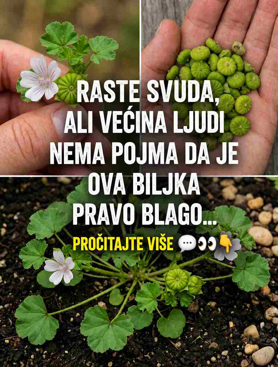 Patuljasti Sljez (Malva neglecta): Prirodno Blago sa Brojnim Zdravstvenim Prednostima Vrijeme čitanja: 5 minuta 25. septembar 2024. Patuljasti sljez (Malva neglecta), poznat i kao obični sljez, izuzetno je otporna biljka koja raste u umjerenim klimatskim područjima širom svijeta. Često se može pronaći uz puteve, u vrtovima, na livadama i zapuštenim mjestima, zbog čega ga mnogi smatraju običnim korovom. Međutim, ova skromna biljka stoljećima zauzima važno mjesto u tradicionalnoj narodnoj medicini. Njeni listovi, cvjetovi i sjemenke bogati su korisnim biljnim spojevima koji mogu podržati zdravlje na različite načine. 30 Potencijalnih Prednosti Patuljastog Sljeza 1. Pomaže u smanjenju upala Može ublažiti upalne procese u organizmu, uključujući bolove u zglobovima i mišićima. 2. Umiruje disajne puteve Tradicionalno se koristi kod kašlja, bronhitisa i nadraženog grla. 3. Podržava probavu Može pomoći kod nadutosti, zatvora i probavnih tegoba. 4. Umiruje iritiranu kožu Koristi se kod osipa, opekotina, uboda insekata i iritacija kože. 5. Podržava zacjeljivanje rana Njegovi prirodni spojevi mogu pomoći bržem oporavku kože. 6. Doprinosi zdravlju mokraćnih puteva 7. Ublažava iritacije u ustima i grlu 8. Djeluje kao blagi prirodni laksativ 9. Podržava imunitet 10. Može ublažiti menstrualne grčeve 11. Bogat je antioksidansima 12. Prirodno hidrira kožu 13. Pomaže u očuvanju mladolikog izgleda kože 14. Može ublažiti blaže alergijske reakcije 15. Podržava organizam tokom sezone prehlada 16. Njeguje i jača kosu 17. Doprinosi opuštanju i kvalitetnijem snu 18. Može ublažiti tegobe kod hemoroida 19. Podržava zdravlje desni i usne šupljine 20. Pomaže održavanju zdrave crijevne flore 21. Tradicionalno se koristi za snižavanje povišene temperature 22. Može pomoći osobama s blagim respiratornim tegobama 23. Podržava prirodne procese detoksikacije organizma 24. Može pomoći u smanjenju zadržavanja tečnosti 25. Sadrži hranljive tvari korisne za zdravlje očiju 26. Može ublažiti simptome sindroma iritabilnog crijeva (IBS) 27. Doprinosi zdravlju disajnog sistema 28. Štiti sluznicu želuca 29. Može ublažiti bolove i napetost u mišićima 30. Podržava zdravu cirkulaciju Kako Koristiti Patuljasti Sljez Čaj Prelijte svježe ili osušene listove i cvjetove vrućom vodom te ostavite da odstoje 10–15 minuta. Koristi se za podršku probavi, disajnim putevima i općem zdravlju. Oblog Svježe listove usitnite i stavite direktno na kožu ili ih umotajte u čistu gazu kao oblog. Može pomoći kod manjih opekotina, uboda insekata i iritacija kože. Masti i Kreme Biljka se može koristiti za pripremu prirodnih ulja, krema i masti namijenjenih njezi suhe, osjetljive ili nadražene kože. U Ishrani Mladi listovi mogu se dodati u: Salate Supe Smoothie napitke Variva Imaju blag okus i predstavljaju hranjiv dodatak svakodnevnoj prehrani. Važna Napomena Patuljasti sljez se uglavnom smatra sigurnom biljkom za većinu ljudi. Ipak, kod pojedinih osoba mogu se javiti alergijske reakcije, posebno pri direktnom nanošenju na kožu. Ako ste trudni, dojite, imate hronične zdravstvene probleme ili koristite terapiju lijekovima, prije redovne upotrebe posavjetujte se s ljekarom ili drugim kvalifikovanim zdravstvenim stručnjakom. Zaključak Patuljasti sljez (Malva neglecta) mnogo je više od običnog korova. Ova ljekovita biljka stoljećima se koristi u narodnoj medicini zbog svojih umirujućih, hidratantnih i zaštitnih svojstava. Bilo da ga koristite kao čaj, oblog, kremu ili dodatak ishrani, može biti vrijedan dio prirodnog pristupa očuvanju zdravlja.