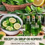 Sljedeći dan procijedite tečnost i dodajte oko jedan kilogram šećera i sok od jednog ili dva limuna. Smjesu lagano zagrijavajte dok se šećer potpuno ne rastopi, ali nemojte je kuhati predugo. Kada se sirup ohladi, sipajte ga u čiste staklene boce i čuvajte na hladnom mjestu. Kako koristiti sirup od koprive Sirup od koprive se najčešće koristi tako što se jedna ili dvije kašike razrijede u čaši hladne vode. Na taj način dobijate osvježavajući napitak koji mnogi rado piju tokom toplih dana. Mnogi koji su probali ovaj recept kažu da su oduševljeni njegovim okusom i jednostavnom pripremom. Osim što je ukusan, ovaj domaći sirup može biti lijep način da iskoristite blagodati prirode.