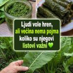 Izvanredne prednosti listova hrena: vodič za zdravlje i kreativnu upotrebu u kuhinji