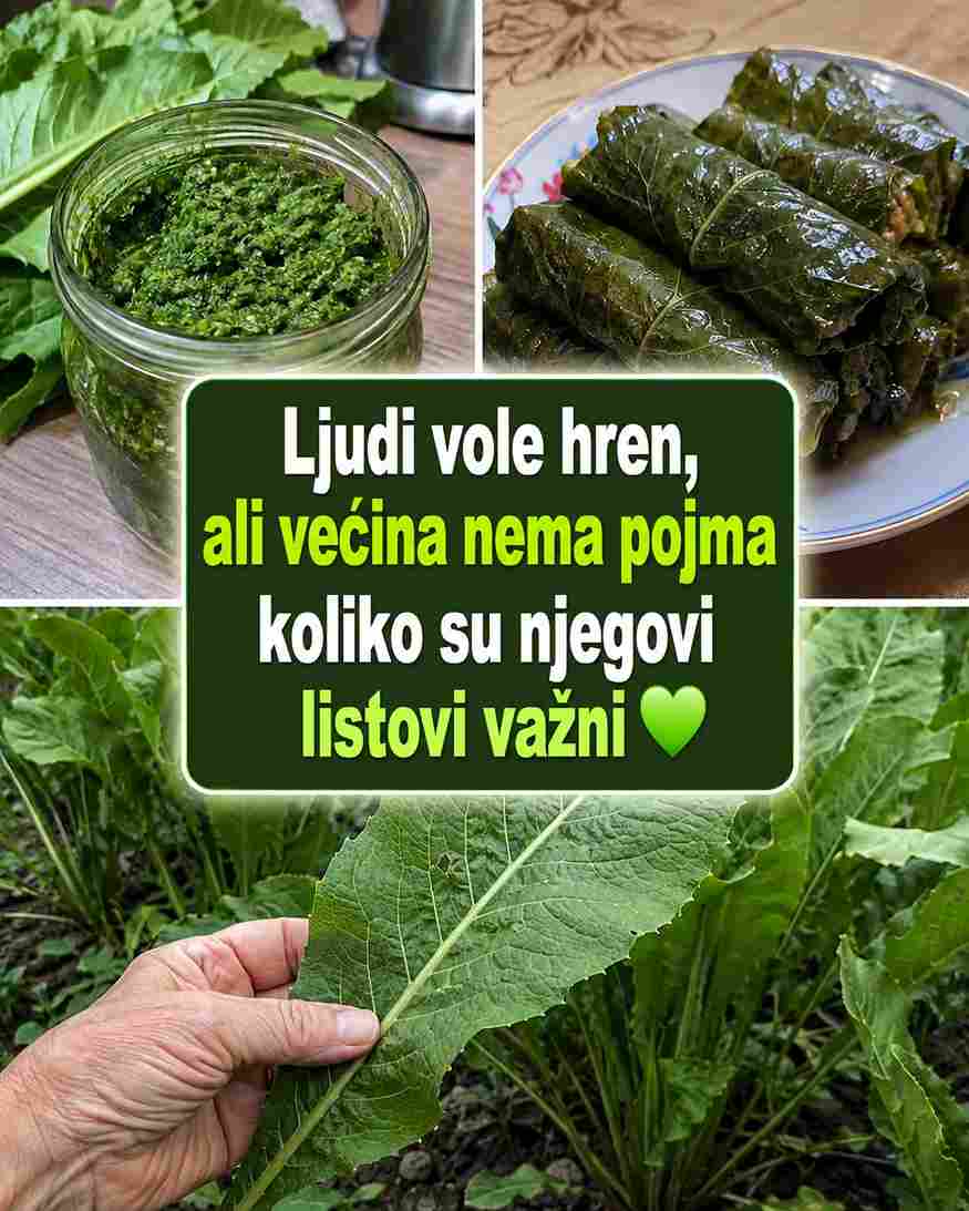Izvanredne prednosti listova hrena: vodič za zdravlje i kreativnu upotrebu u kuhinji