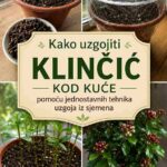 # Kako uzgojiti klinčić kod kuće pomoću jednostavnih tehnika uzgoja iz sjemena