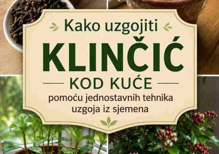 # Kako uzgojiti klinčić kod kuće pomoću jednostavnih tehnika uzgoja iz sjemena
