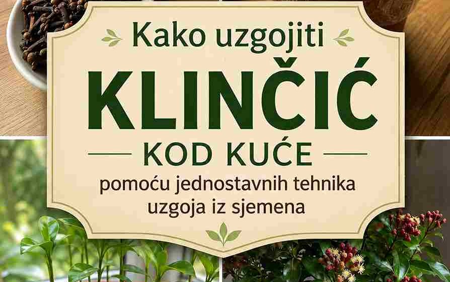 # Kako uzgojiti klinčić kod kuće pomoću jednostavnih tehnika uzgoja iz sjemena