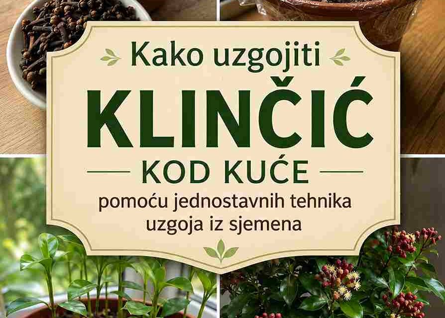 # Kako uzgojiti klinčić kod kuće pomoću jednostavnih tehnika uzgoja iz sjemena