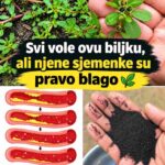 Skrivena moć sjemenki tušta 🌱⚫