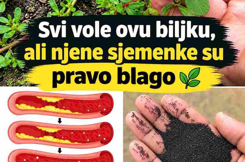 Skrivena moć sjemenki tušta 🌱⚫