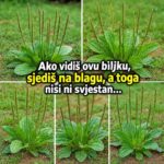 Plantago major: Potcijenjena biljka