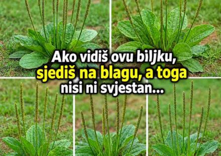 Plantago major: Potcijenjena biljka