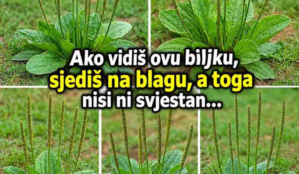 Plantago major: Potcijenjena biljka