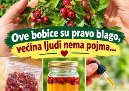 Moć gloga (Crataegus): prirodna podrška zdravlju srca i holesterolu