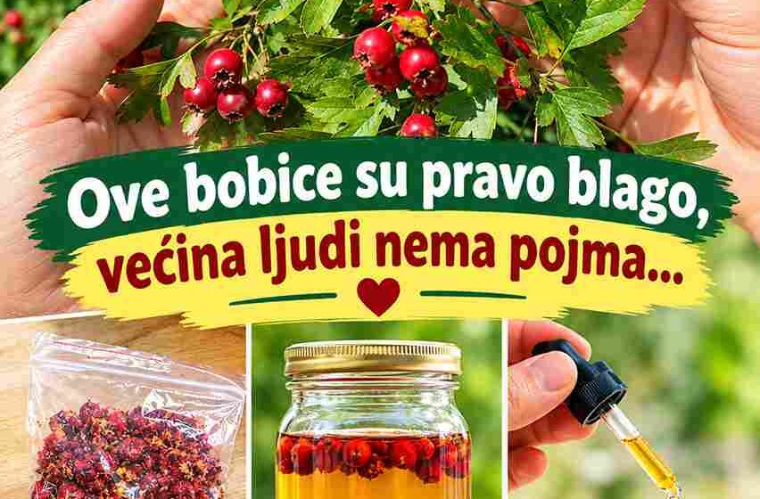 Moć gloga (Crataegus): prirodna podrška zdravlju srca i holesterolu